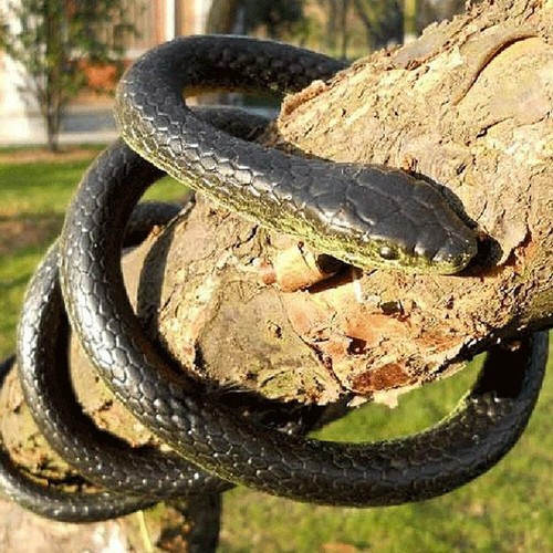 Realistic rubber fake snake - rubber,